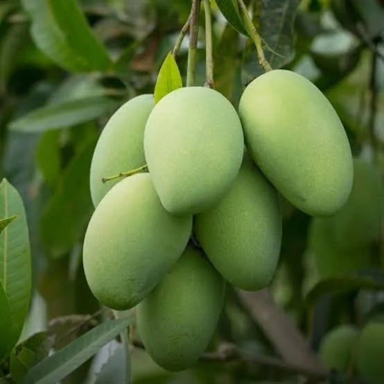 Multani Anwar Ratol Mangoes