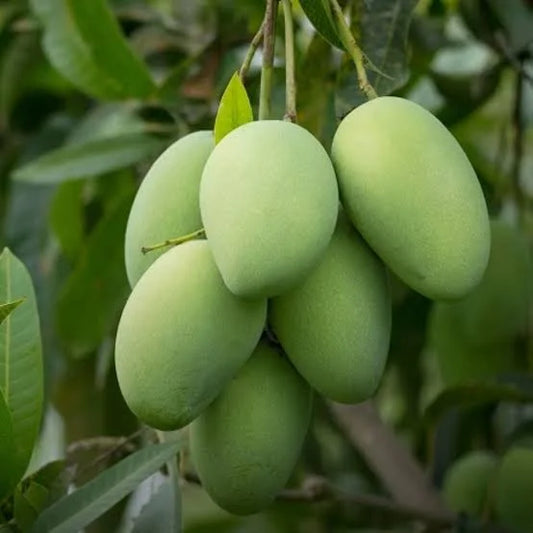Multani Anwar Ratol Mangoes