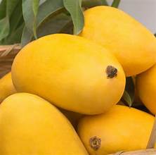 The Royal Sweetness of Multan Multani Premium Export Quality Fajri Mangoes